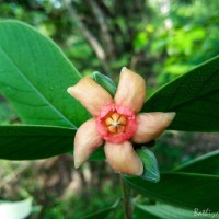 Wrightia arborea (Dennst.) Mabb.